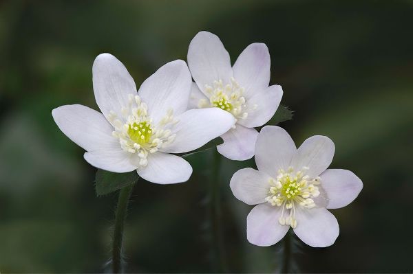 Jones, Adam 아티스트의 Trio of wood anemone flowers-The Parklands-Louisville-Kentucky작품입니다.
